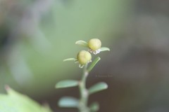 Phyllanthus fraternus